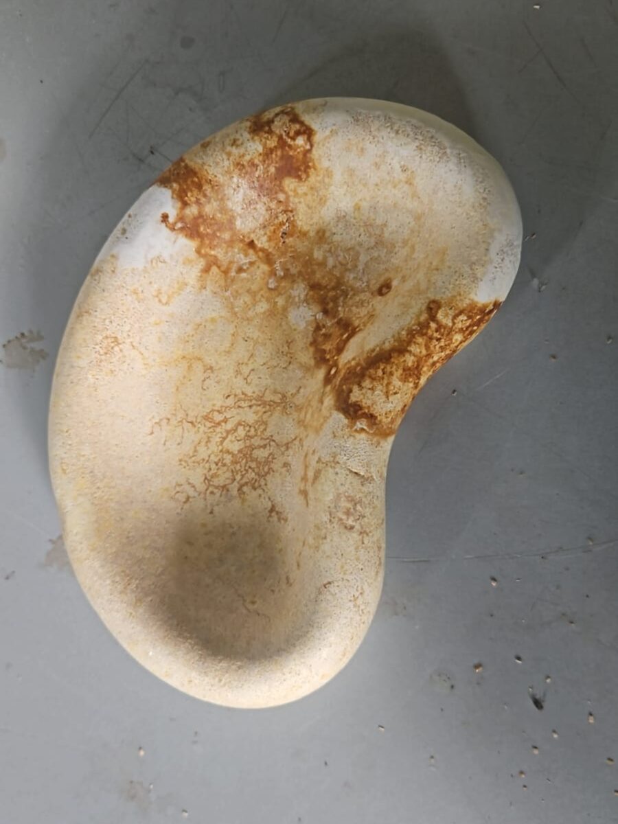 A grown mycelium bowl with rust-coloured mottling, on the workshop floor