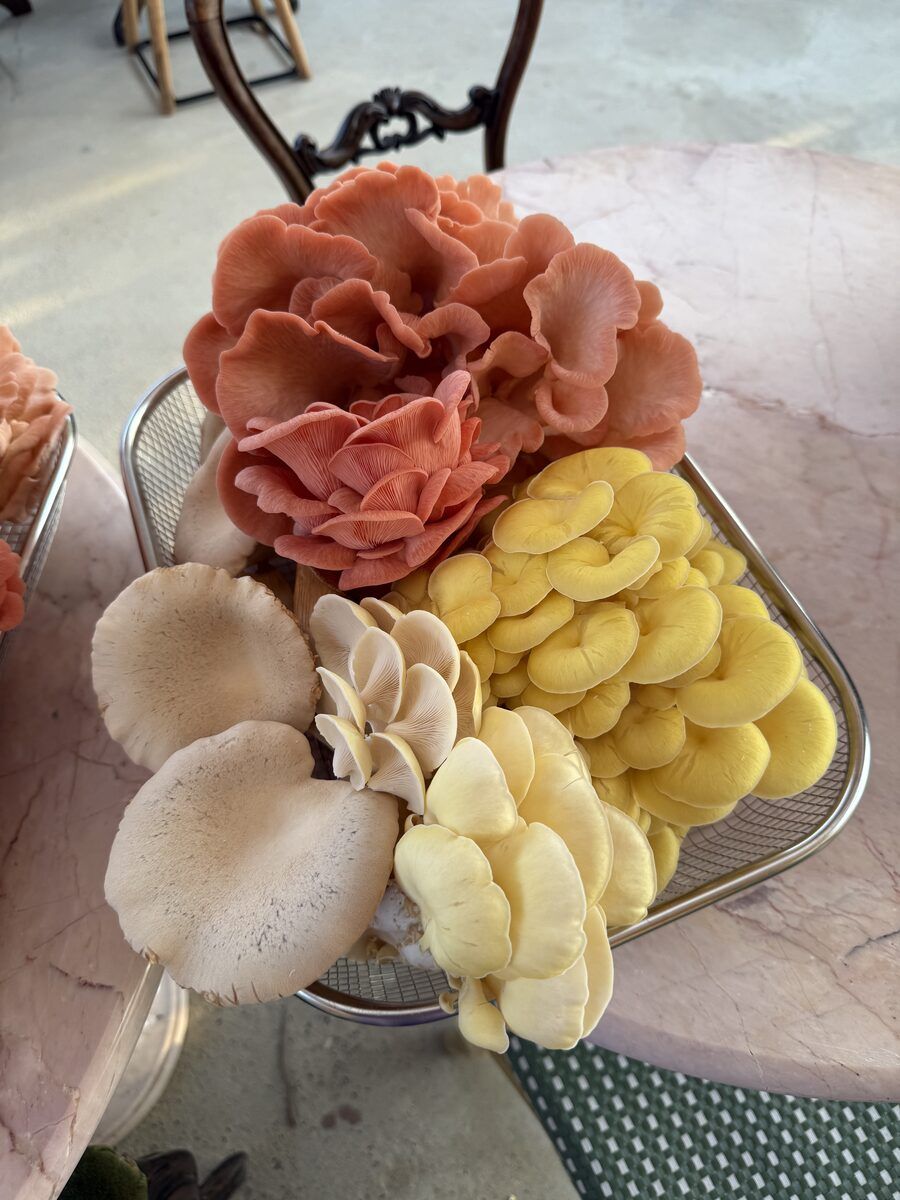 A harvest of lion's mane and oyster mushrooms