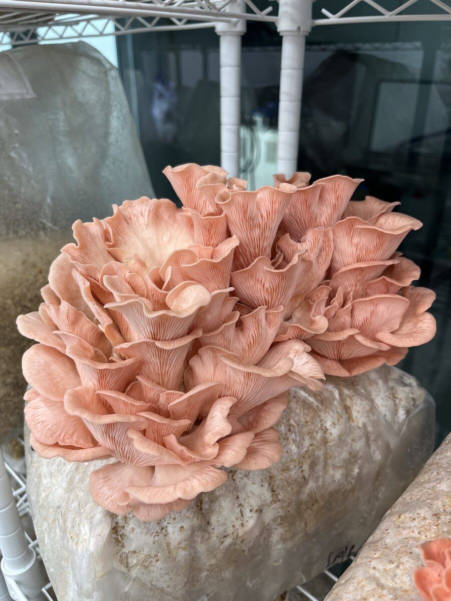A pink oyster cluster fruiting from its substrate block