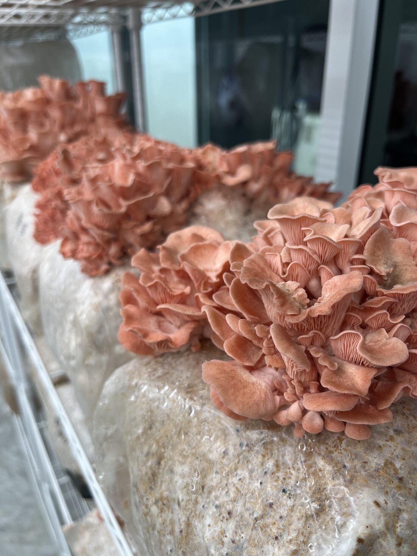 Substrate blocks fruiting on the grow-room racks