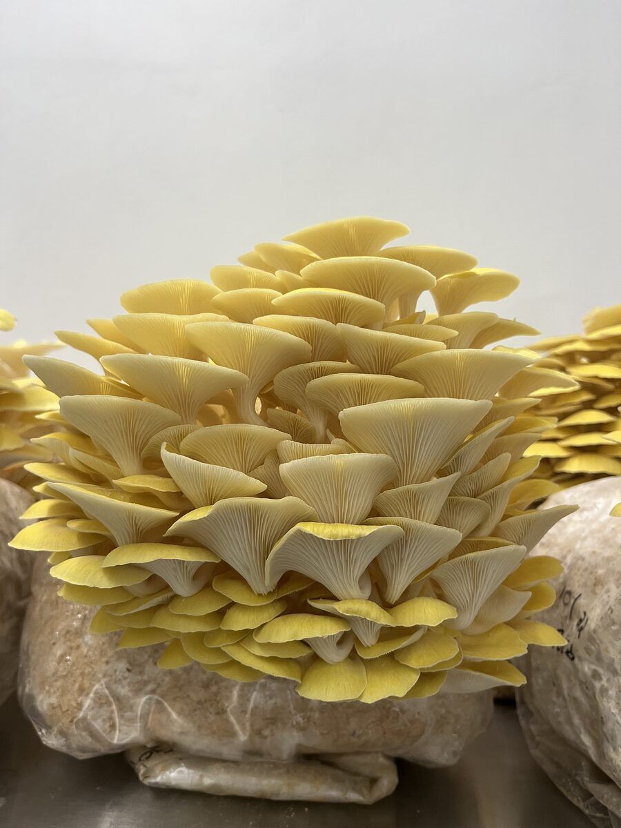 A golden oyster cluster fruiting from its substrate block